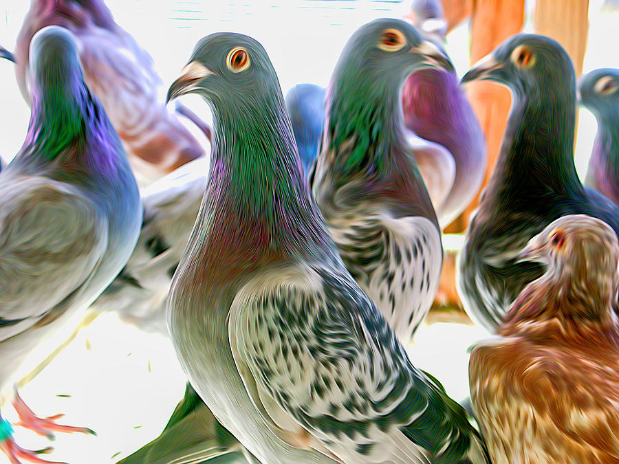 Homing Pigeon Group Swirly Photograph by Don Northup
