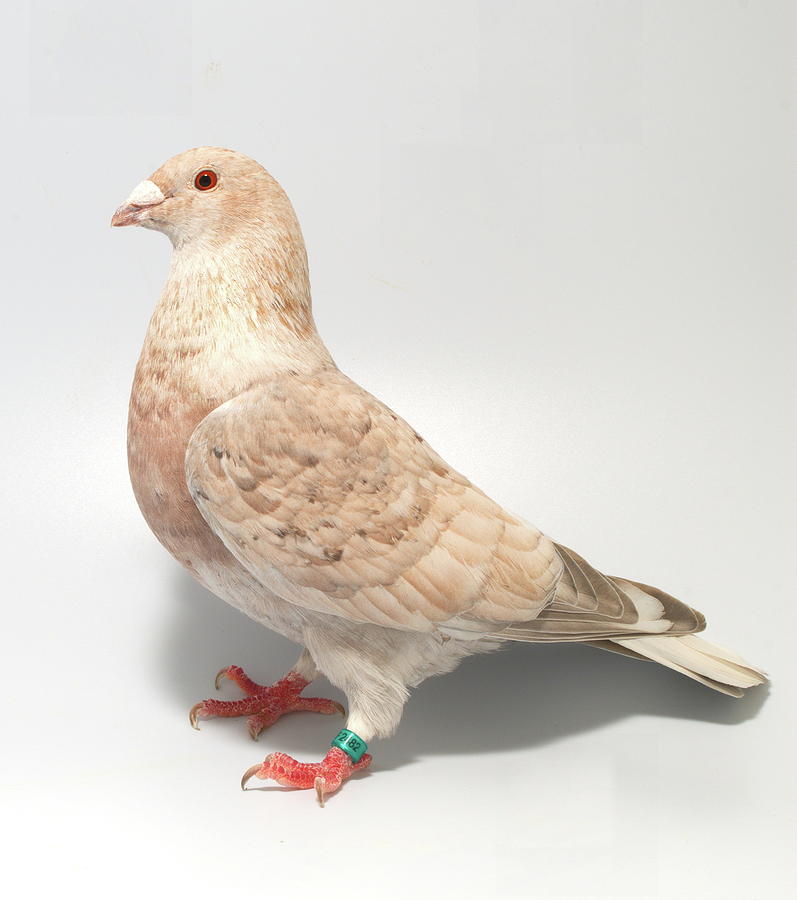 Homing Pigeon Photograph by Nathan Abbott