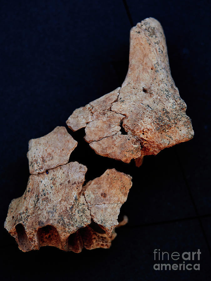 Hominid Jawbone Fragment Found At Sima Del Elefante Photograph by Javier Trueba/msf/science Photo Library