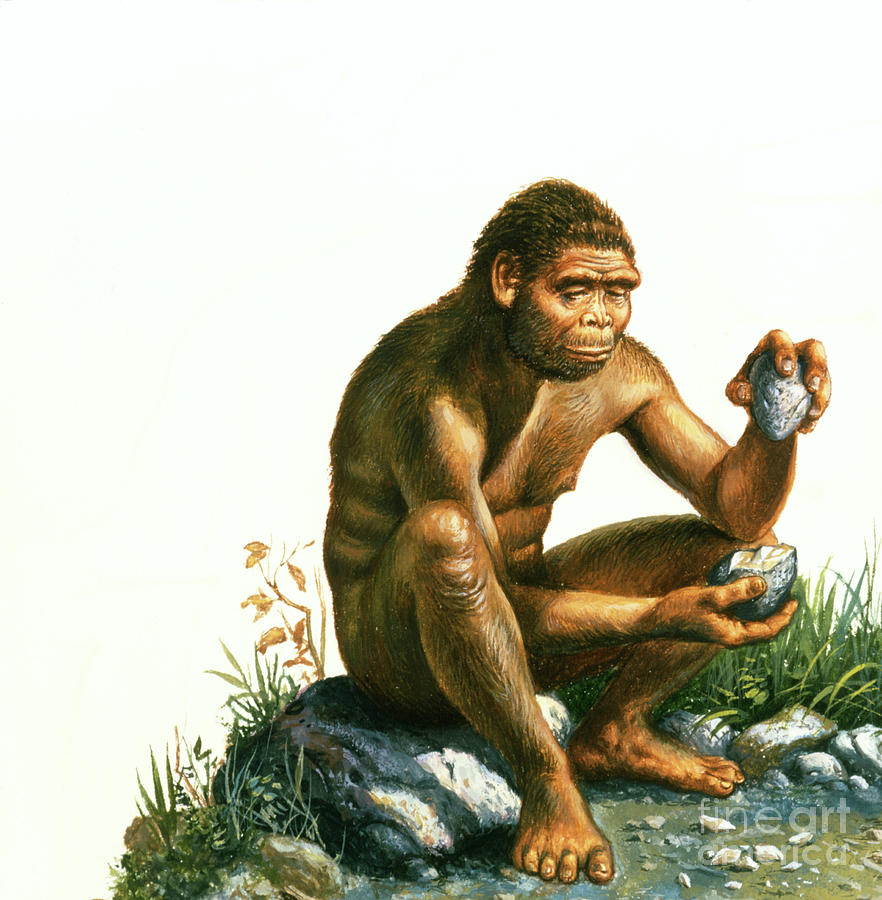 Homo Habilis Making Stone Tool Photograph by Christian Jegou Publiphoto