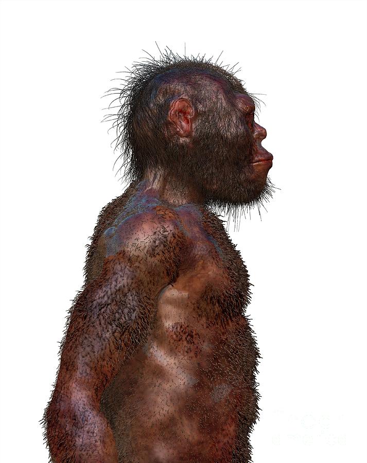 Homo Naledi Male Photograph by John Bavaro Fine Art/science Photo Library