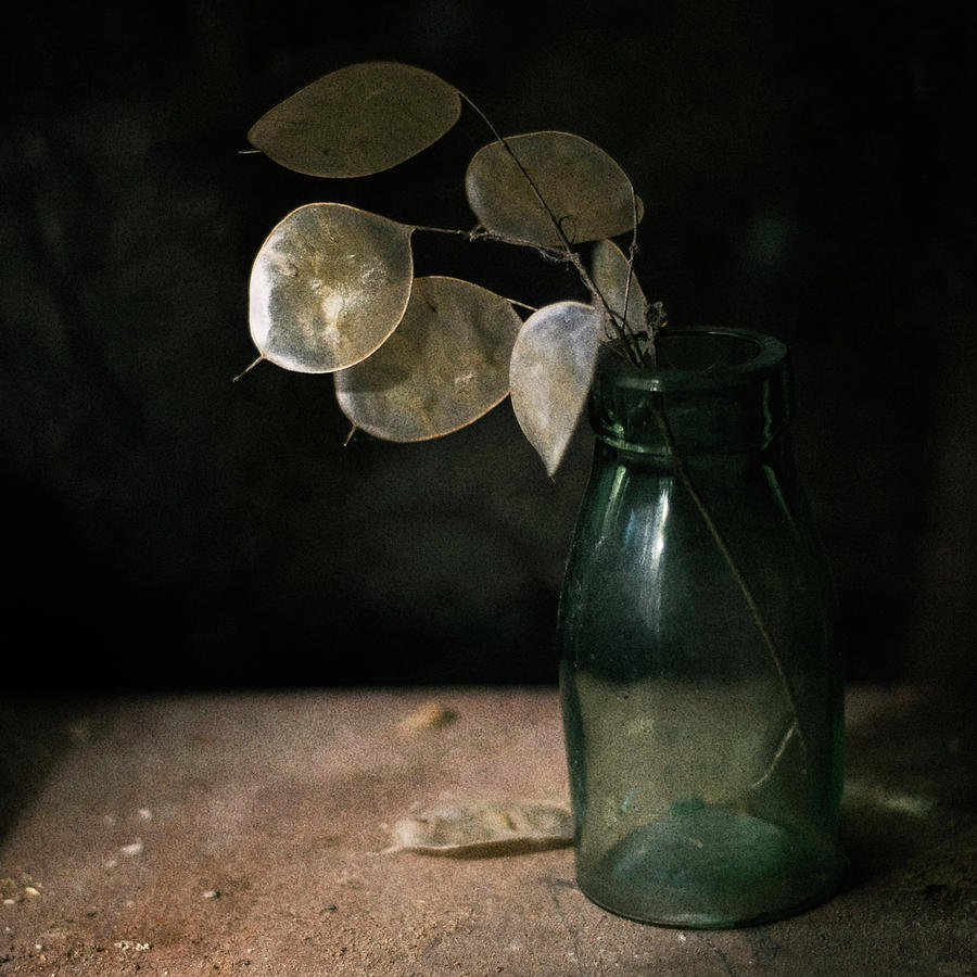 Honesty Seedheads In Antique Bottle Photograph by Jill Ferry