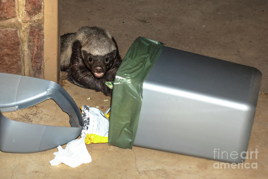 Honey badger looking in rubbish bin Photograph by Benny Marty