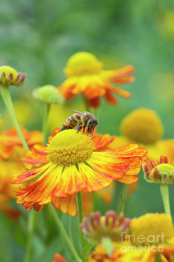Honey Bee and Helenium Photograph by Tim Gainey