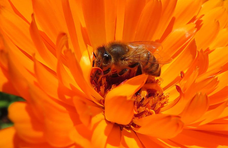 Honey Bee and Orange Flower Photograph by Susan Lindblom - Fine Art America