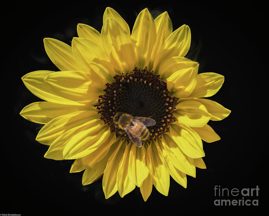 Honey Bee And Sunflower Photograph