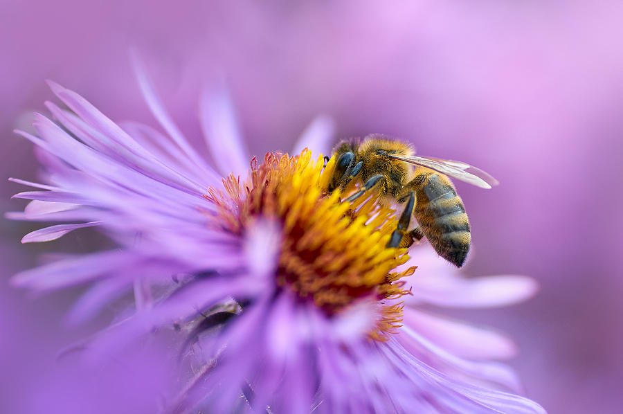 Honey Bee Photograph by Andrii Kazun - Fine Art America