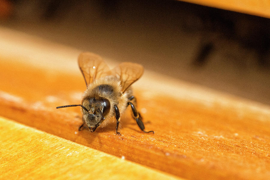 Honey Bee Photograph by Chevy Fleet