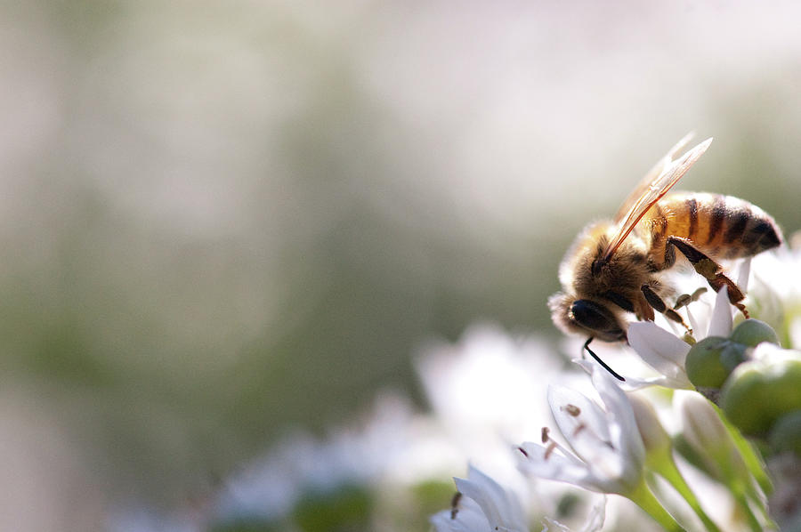 Honey Bee Collecting Pollen And Nectar Photograph by Monica Fecke