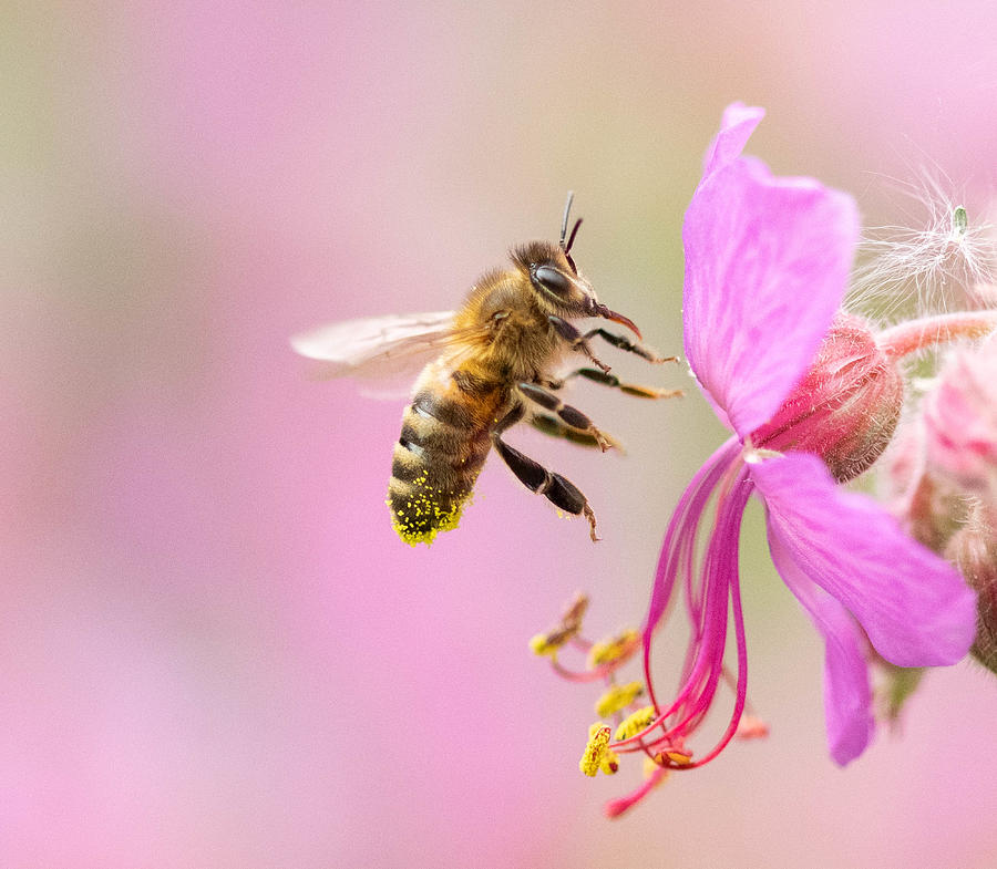 Honey Bee Photograph by Danny Mendoza - Fine Art America