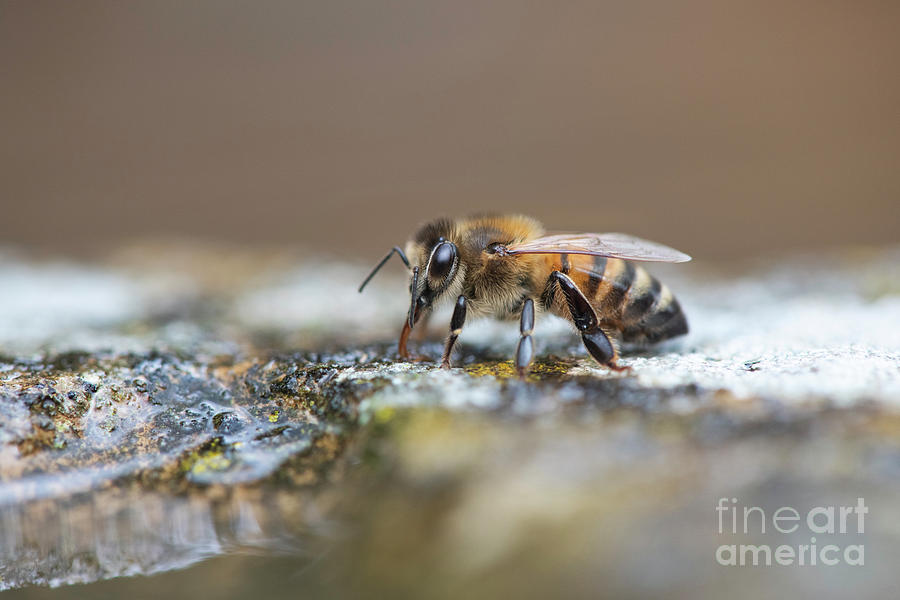 Honey Bee Drinking Water Photograph by Tim Gainey