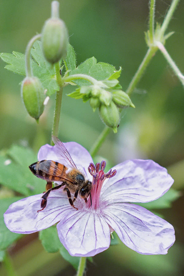 Honey Bee Foraging Photograph By Michael Harlow Photographics