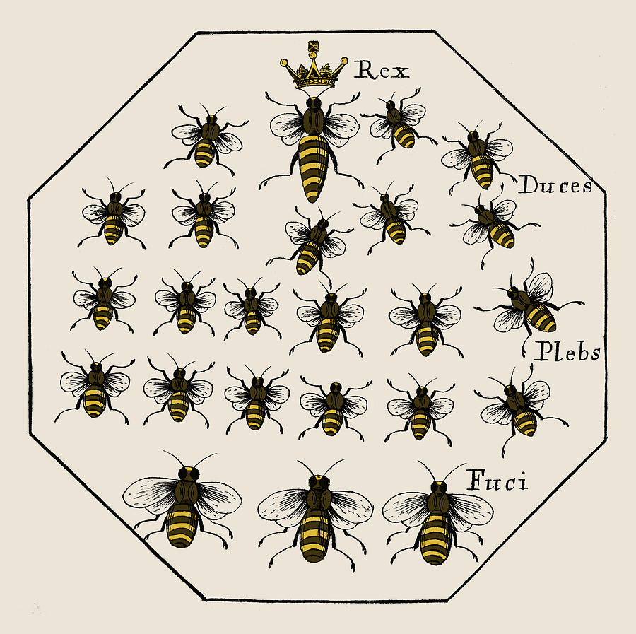 honey-bee-hierarchy-1679-photograph-by-science-source-pixels