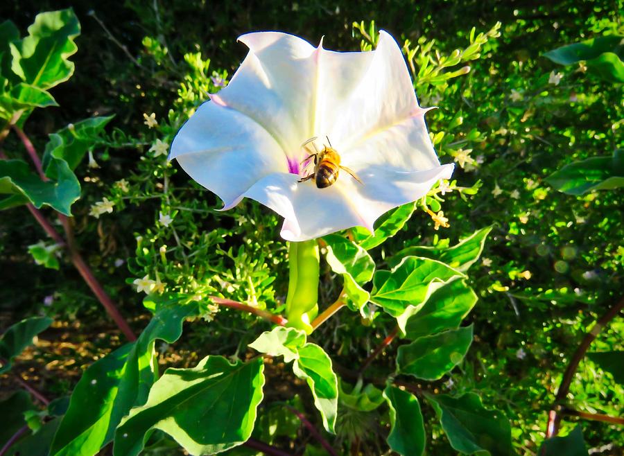 Honey Bee in Sacred Datura Photograph by Judy Kennedy