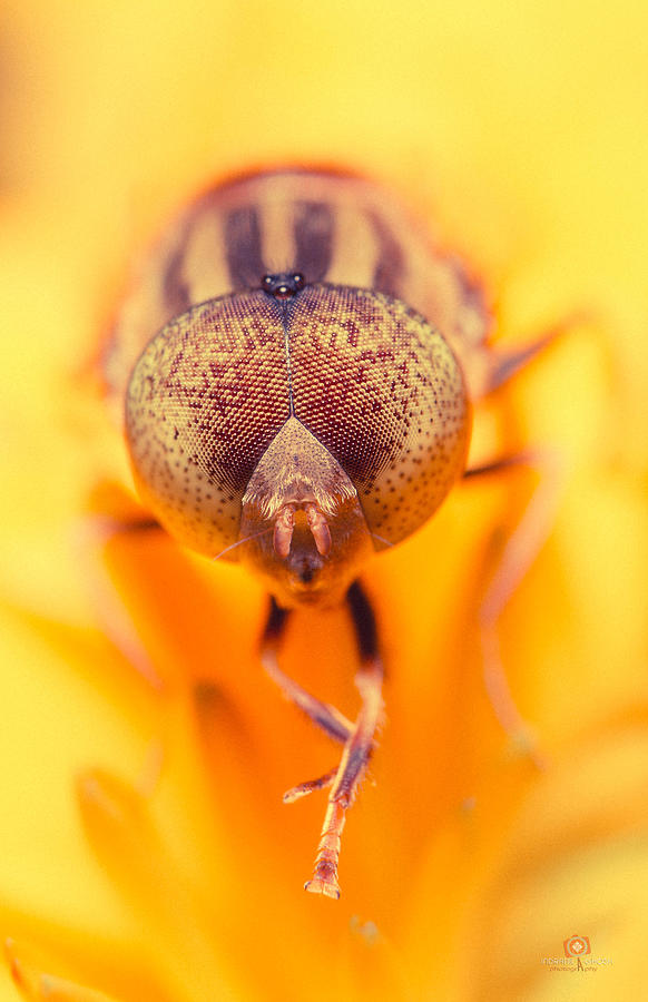 Macro Photograph - Honey Bee by Indranil Ghosh