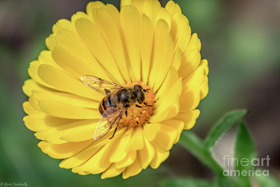 Honey Bee on a yellow flower. Macro photo Photograph by Yurix Sardinelly