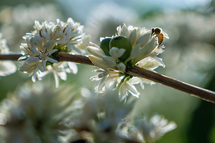 Honey Bee On Coffee Flowers, Kona Photograph by Alvis Upitis