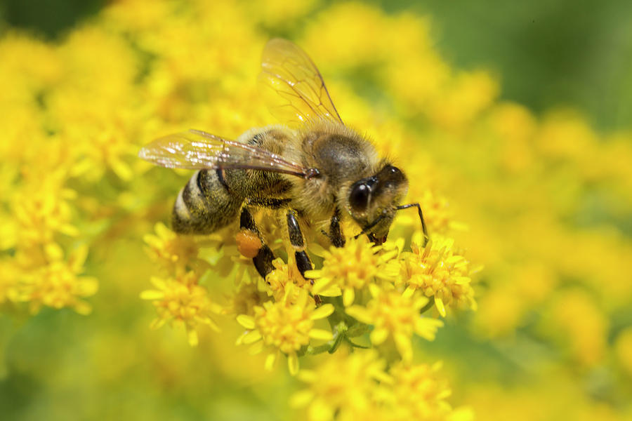 Honey Bee On Goldenrod Photograph by Iris Richardson