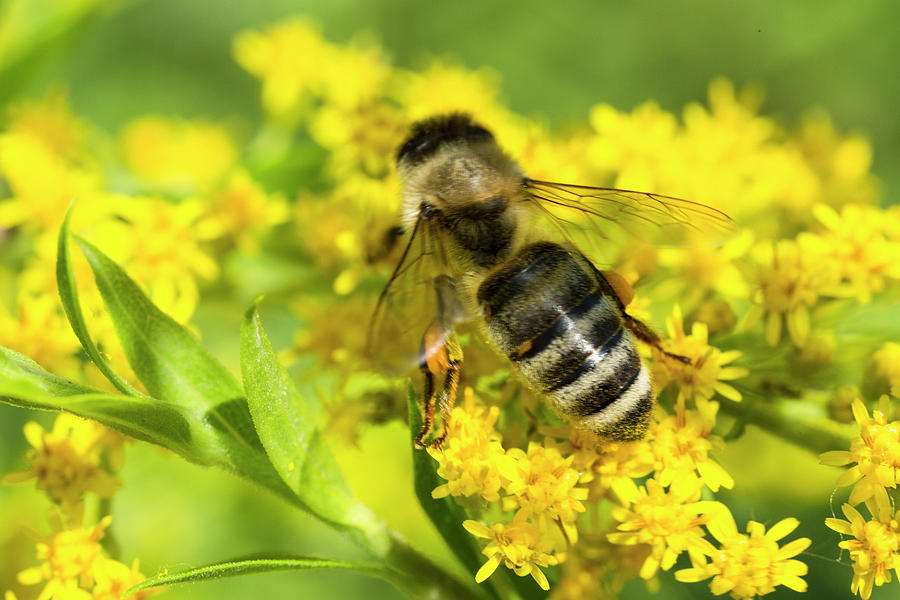 Honey Bee On Goldenrod Wildflower Photograph by Iris Richardson | Fine ...