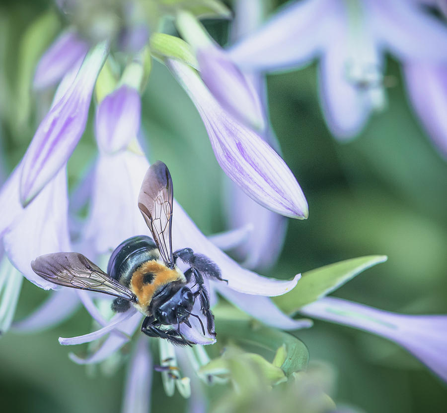Honey Bee on Hosta Plant Photograph by Lori Rowland