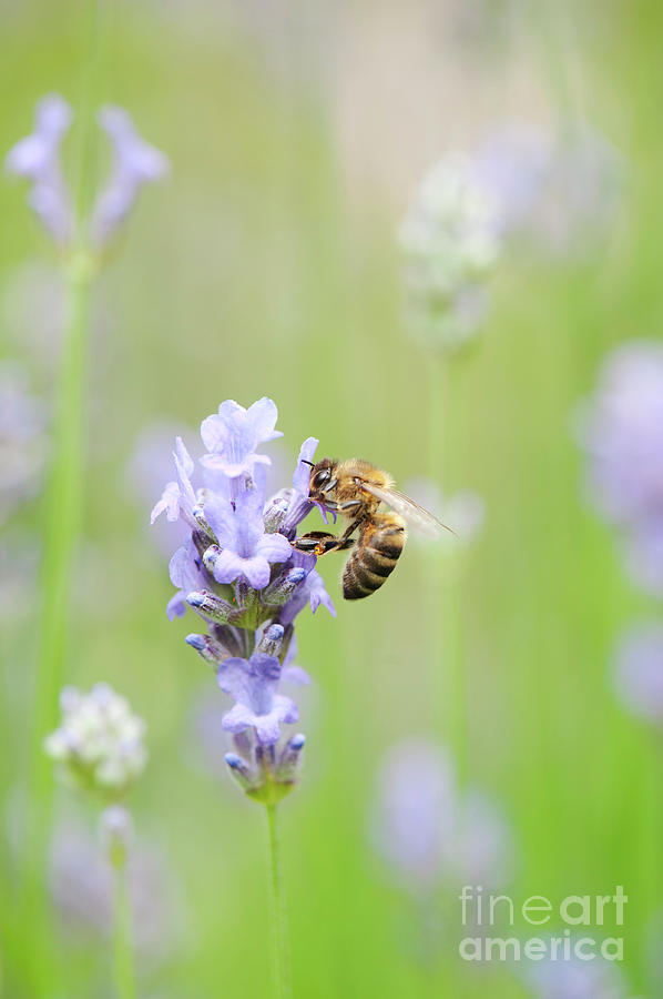 Honey Bee on Lavender Photograph by Tim Gainey