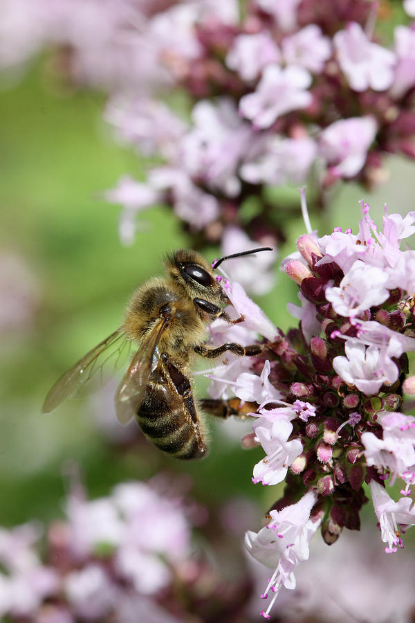 Honey Bee On Marjoram Flower oregano Photograph by Lee Parish