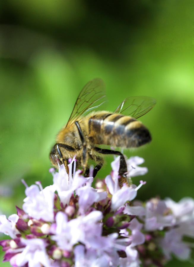 Honey Bee On Purple Flower Photograph