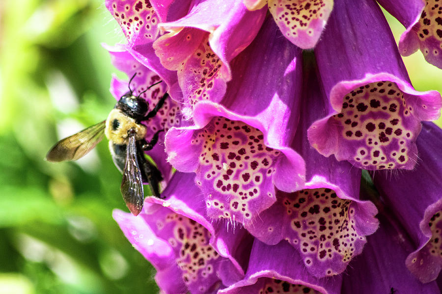Honey Bee on Purple Foxglove Photograph by Mary Ann Artz