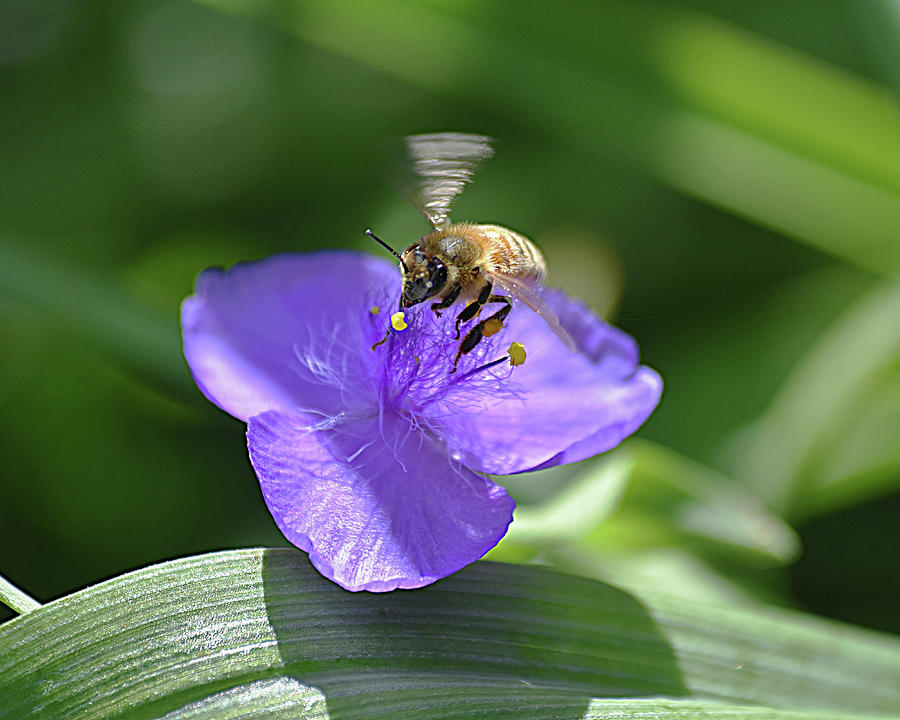 Honey Bee On Tradescantia Purple Spiderwort Flower Photograph By Jackie ...