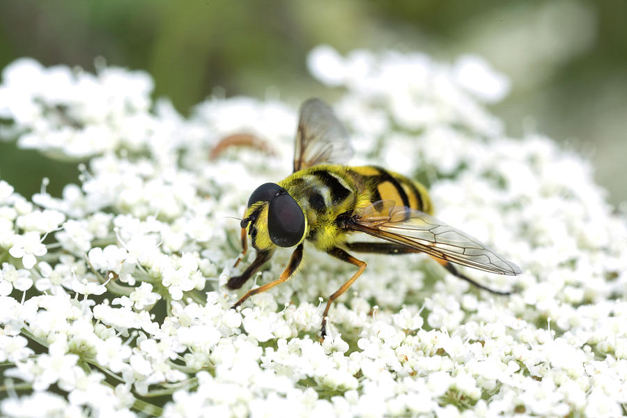 Honey Bee On White Flower Photograph
