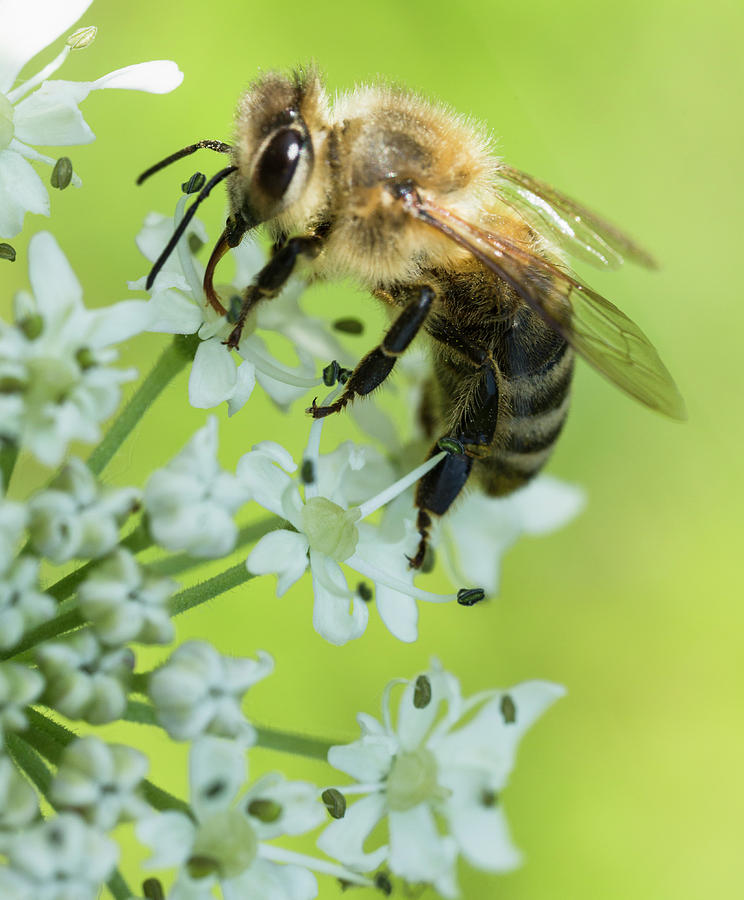 Honey Bee On Wild Carot Flower Photograph