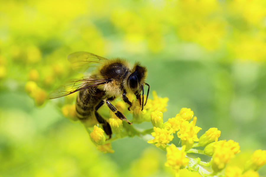 Honey Bee On Yellow Goldenrod Photograph