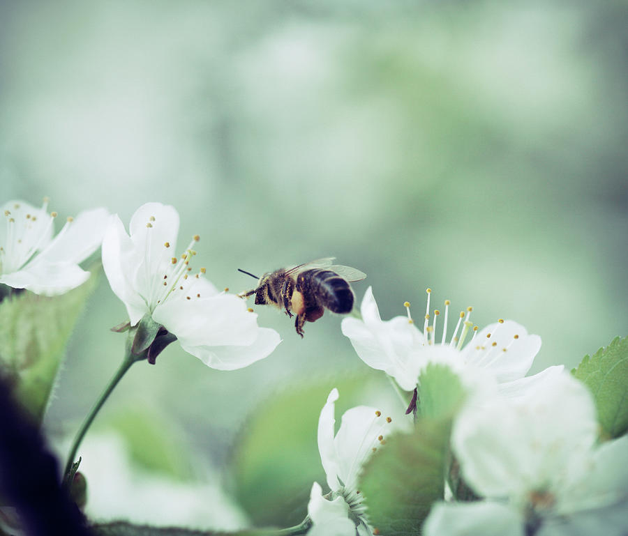Honey Bee Pollinating Cherry Blossoms Photograph by Magdasmith
