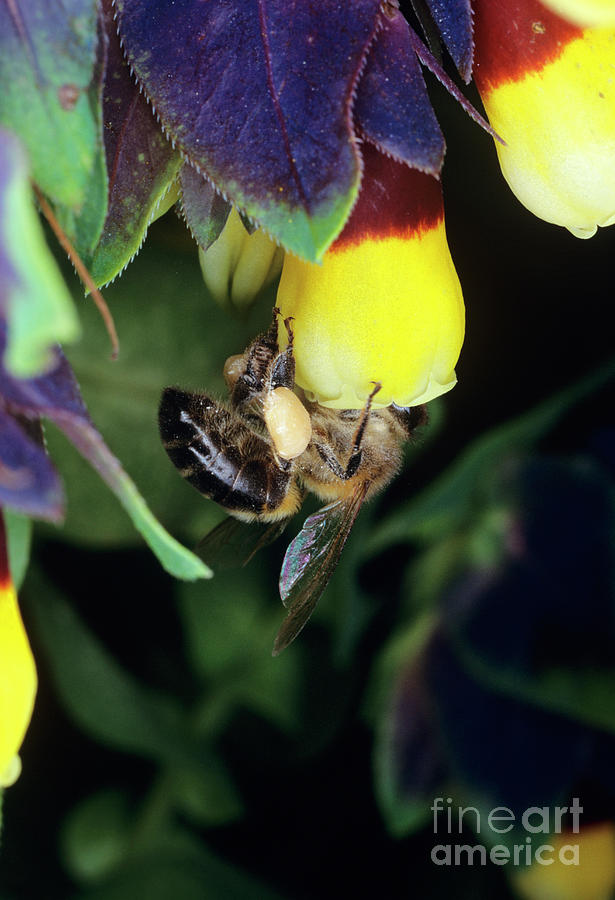 Honey Bee Pollinating Honey Wort Photograph By Dr John Brackenbury Science Photo Library Pixels