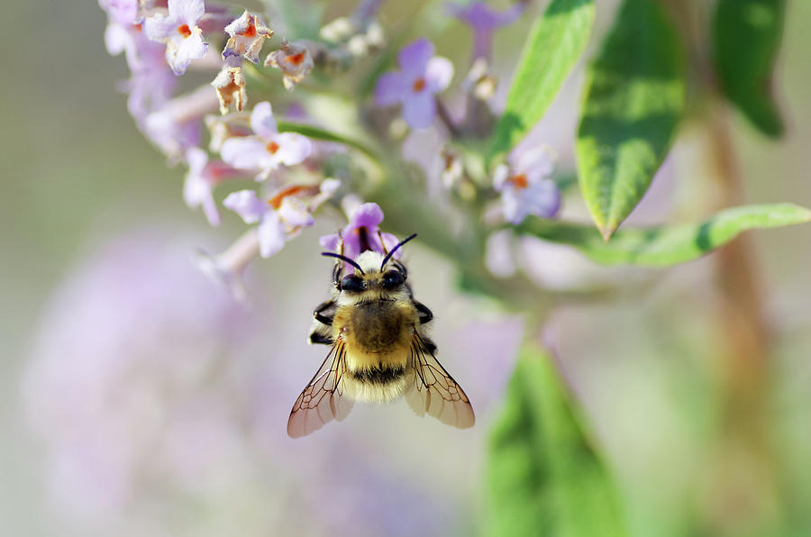 Honey Bee Photograph by Safran83