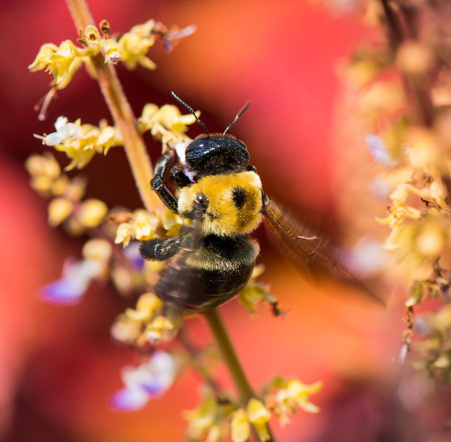 Honey Bee Serenade Photograph by Karen Wiles