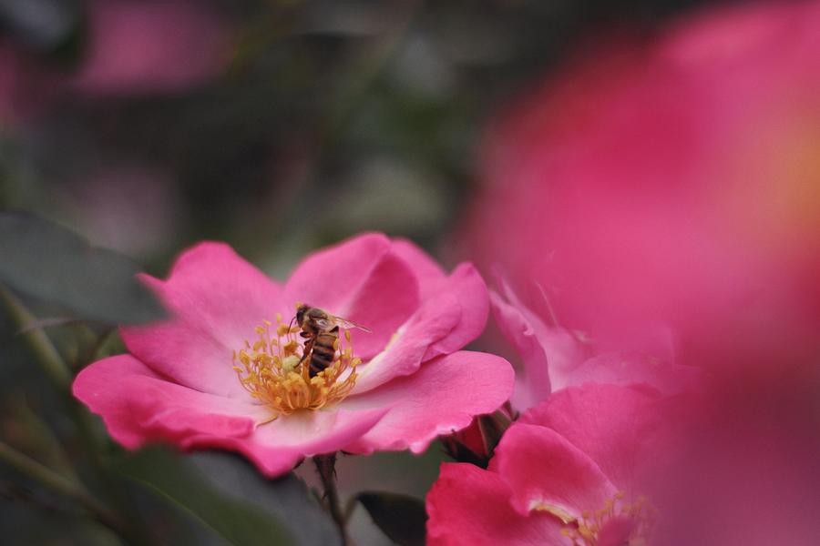 Honey Bee Photograph by Stephanie Hollingsworth