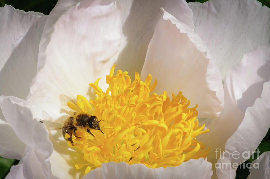 Honey Bee sucks nectar from a bright white-yellow peony blossom. The peony flower is also called Paeonia suffruticosa and Hakuo Jishi. Photograph by Ulrich Wende
