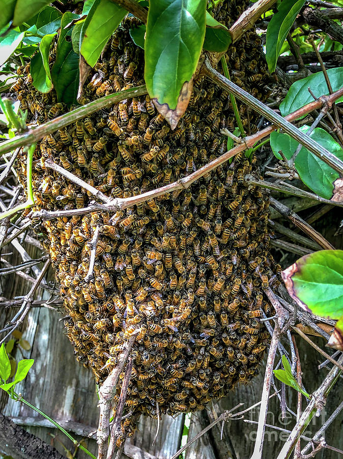 Honey Bee Swarm in Vines Photograph by Shawn Jeffries