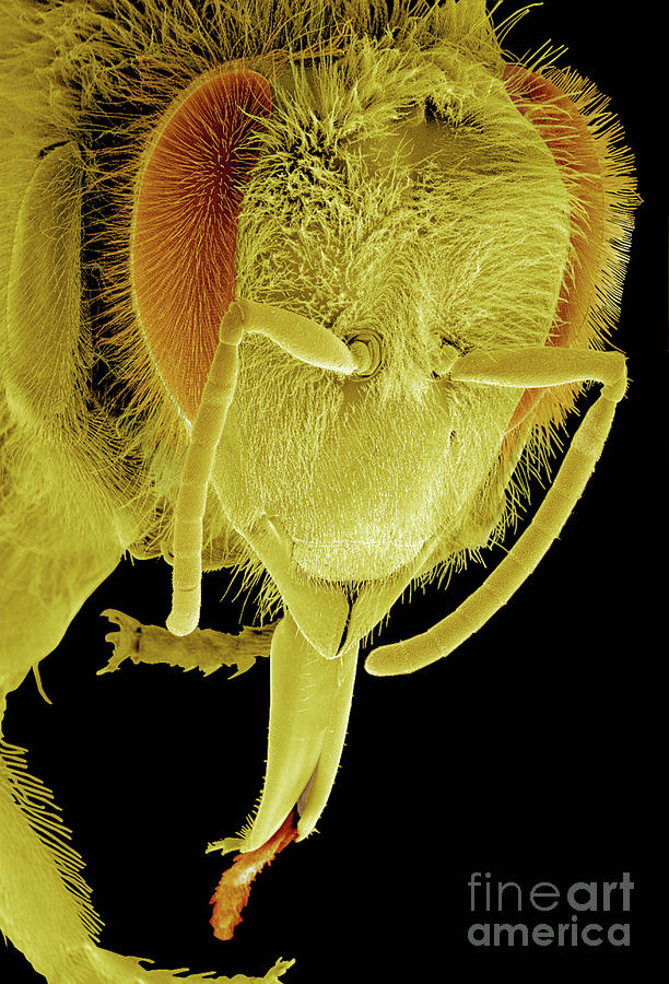 Honey Bee Photograph by Thierry Berrod, Mona Lisa Production/science Photo Library