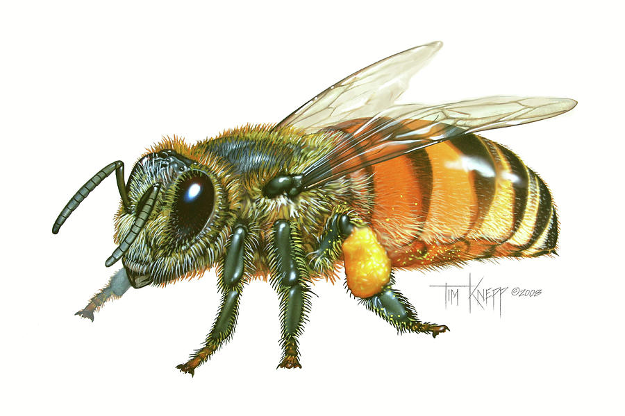 Honey Bee Painting - Honey Bee by Tim Knepp