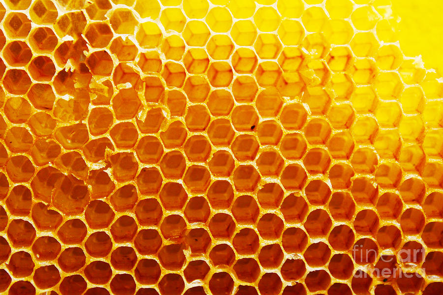 Bee Photograph - Honey Beehive by Val Lawless