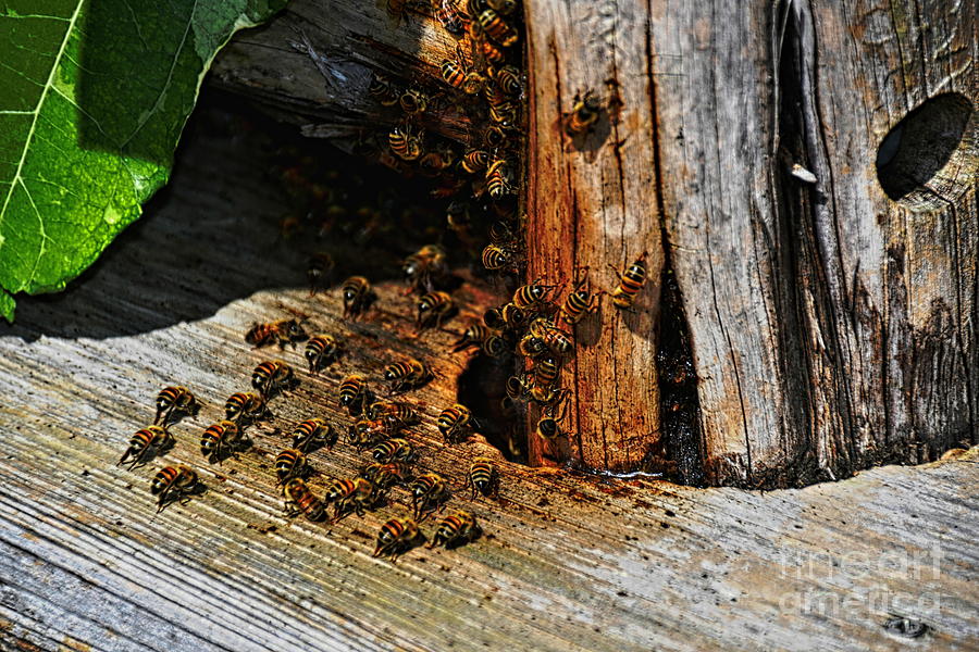 Honey Bees Photograph by Diana Mary Sharpton