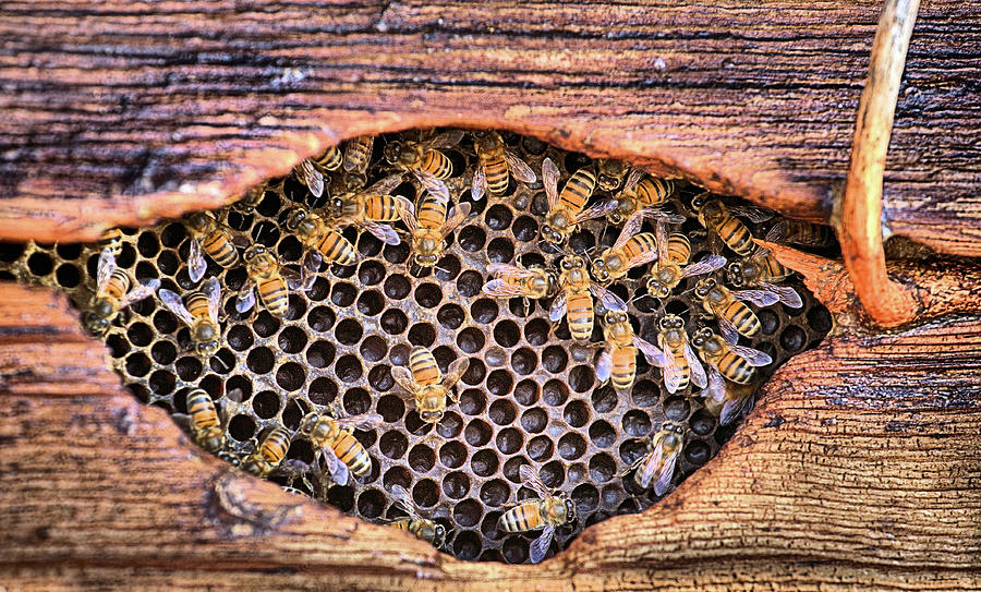 Honey Bees Photograph by JC Findley