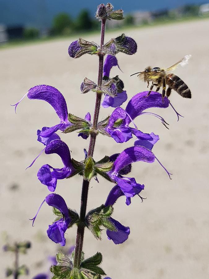Honey Flower Photograph