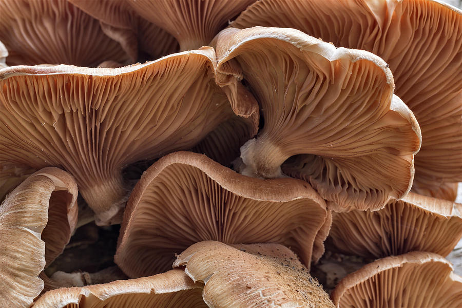Honey Fungus Growing On Dead Birch, Nottinghamshire, Uk Photograph by