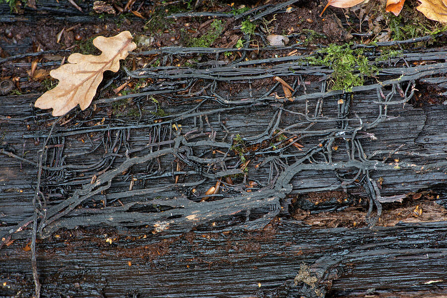 Honey Fungus Rhizomorphs / Boot Laces / Mycelium. Sussex Photograph by ...