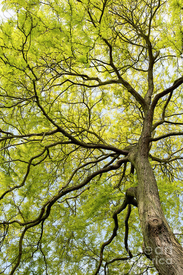 Honey locust Tree Canopy in Spring  Photograph by Tim Gainey