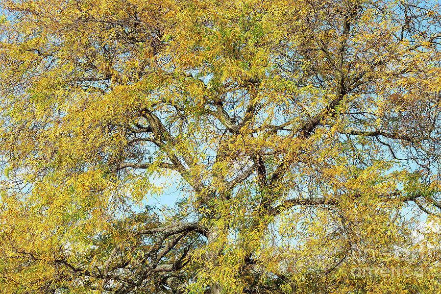Honey Locust Tree in Autumn Photograph by Tim Gainey
