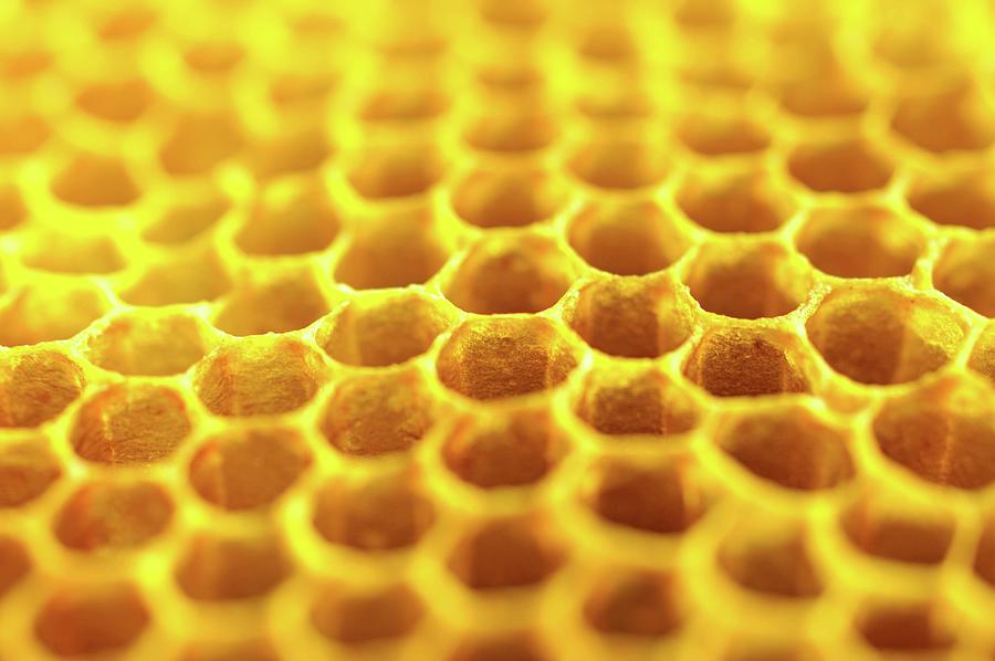 Honey On A Honeycomb close-up Photograph by Rita Newman